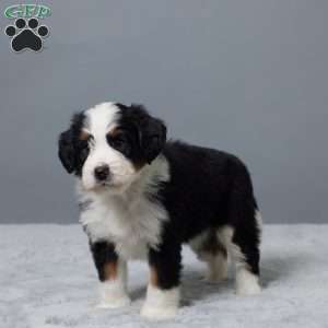 Rock, Mini Bernedoodle Puppy
